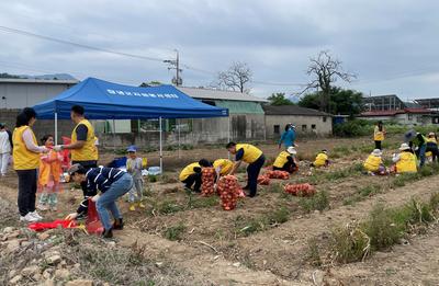 가족봉사단원들이 농촌일손돕기를 하고 있다